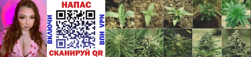 купить закладку  Костомукша  Шишки марихуана Amnesia 